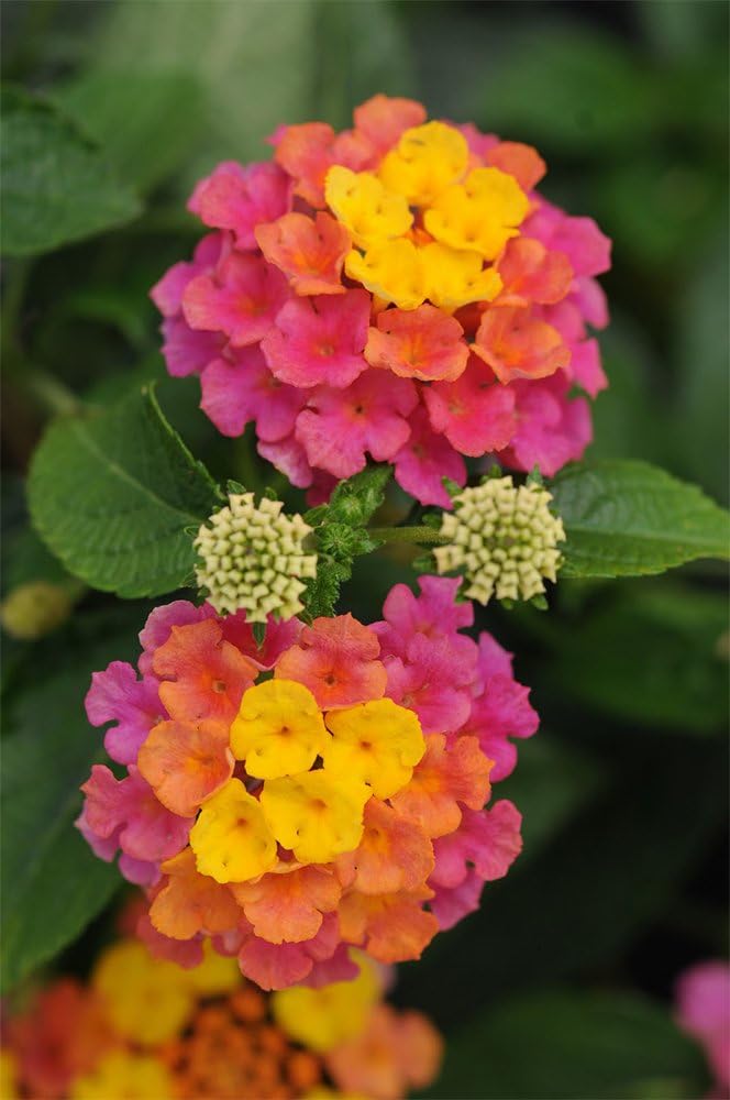 american-plant-exchange-lantana-confetti-2.jpg