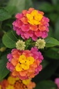 american-plant-exchange-lantana-confetti-2.jpg