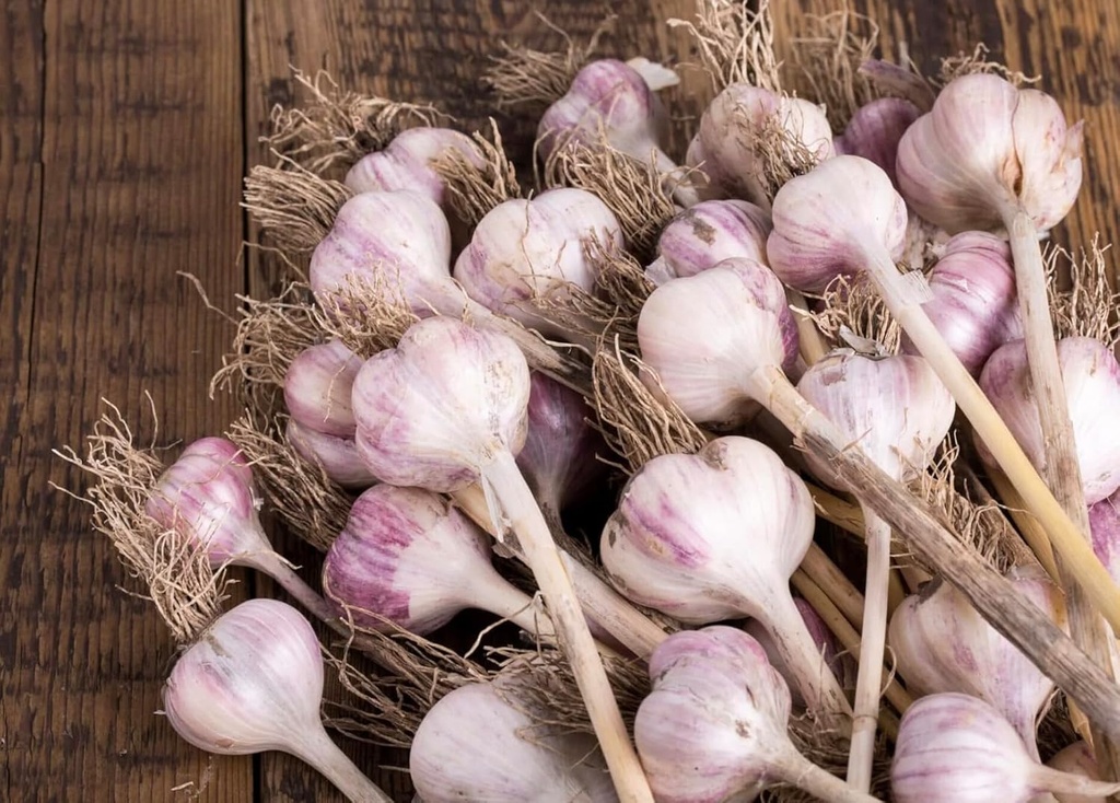 5-pack-of-fresh-purple-garlic-bulb---gre-3.jpg