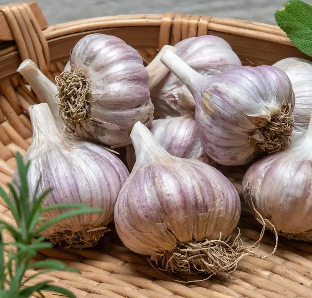 5-pack-of-fresh-purple-garlic-bulb---gre-4.jpg