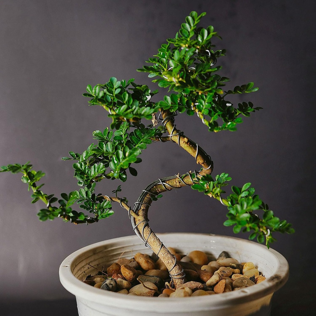 patikil-5mm-bonsai-training-wire-1-roll--4.jpg
