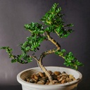 patikil-5mm-bonsai-training-wire-1-roll--4.jpg