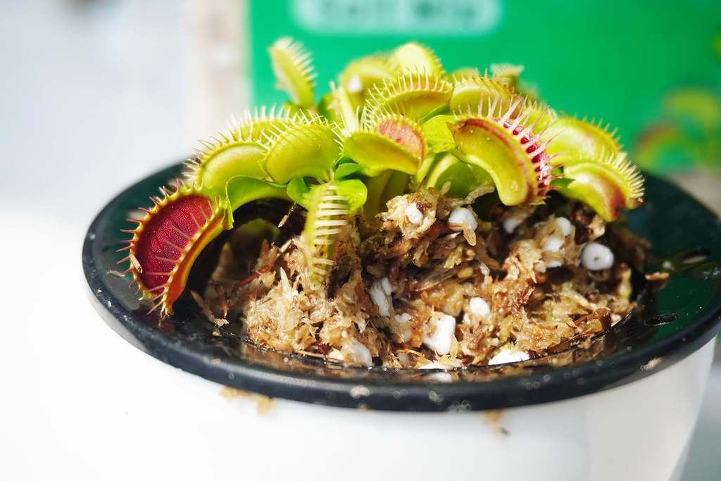 carnivorous-plant-soil-mix-2-qts-include-2.jpg