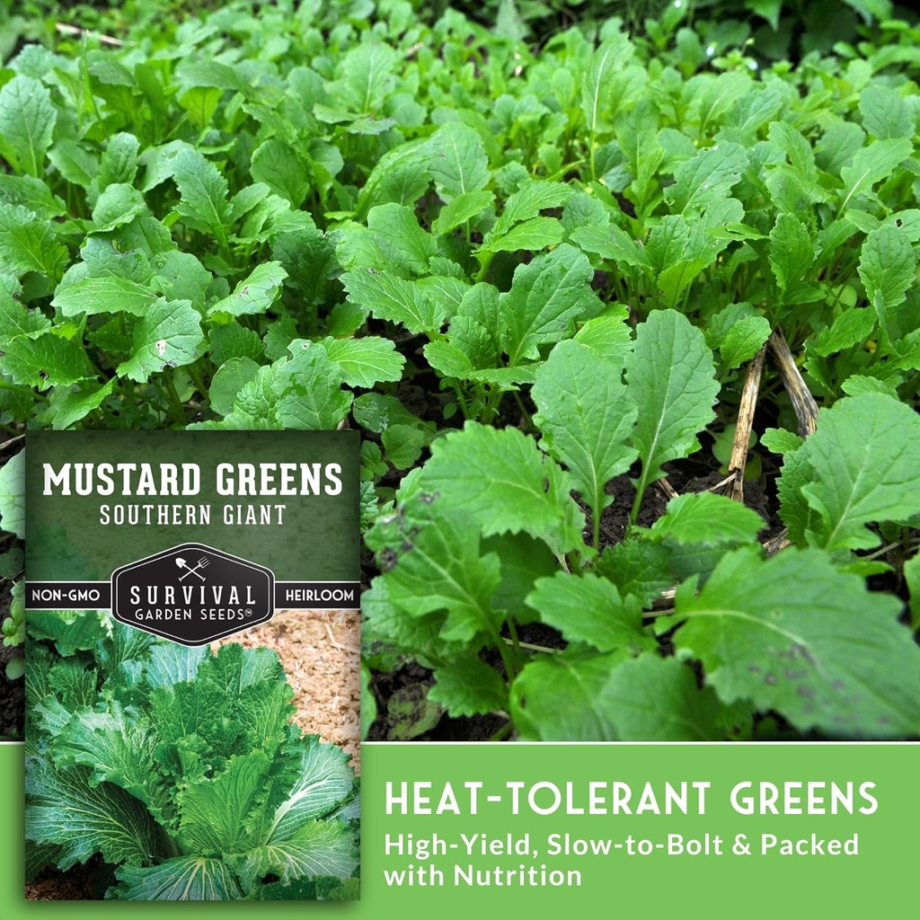 southern-giant-mustard-green-seeds-for-p-4.jpg