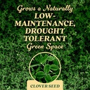 om-scott-and-sons-clover-seed-lawn-seed--5.jpg