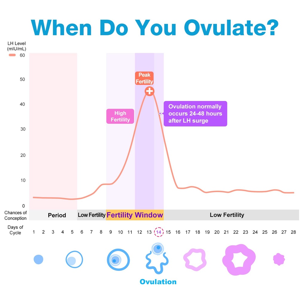easy-home-ovulation-test-strips-25-pack--61SIrwJpzQL.jpg
