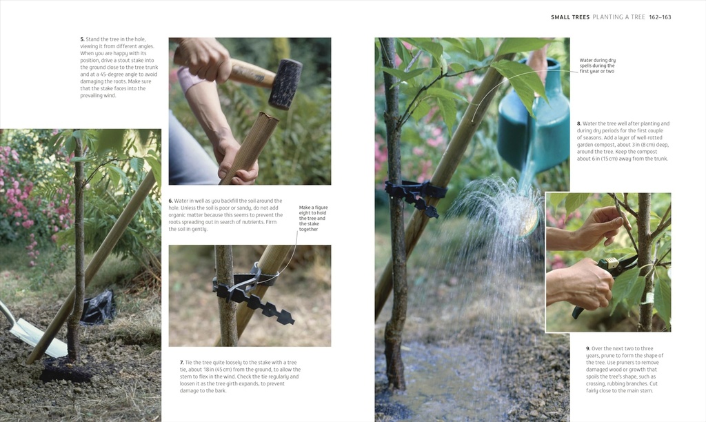 beginner-gardening-step-by-step-a-visual-81Q0yUko4uL.jpg