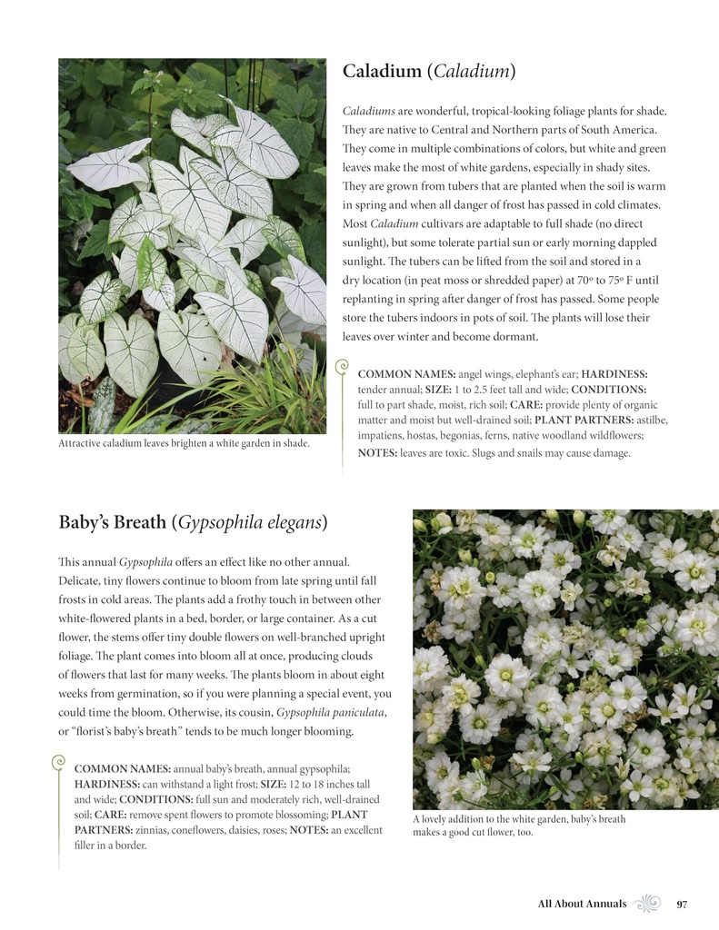 white-gardens-creating-magnificent-moonl-91gI9CiYg8L.jpg