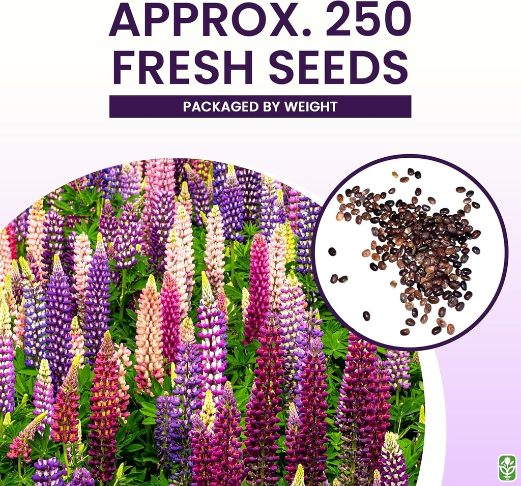 russell-lupine-seeds-perennial---grows-4-3.jpg