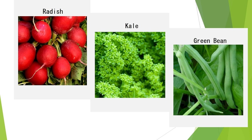 premium-winter-vegetable-seeds-for-plant-3.jpg