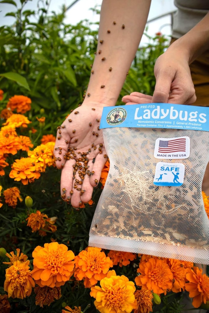 natures-good-guys-1500-live-ladybugs---g-3.jpg
