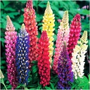 Russell Lupine Seeds Perennial - Grows 40" Tall - Perennial Wildflowers for Winter & Fall Planting - Grown in The USA - 100 Mixed Russell Lupine Seeds for Planting