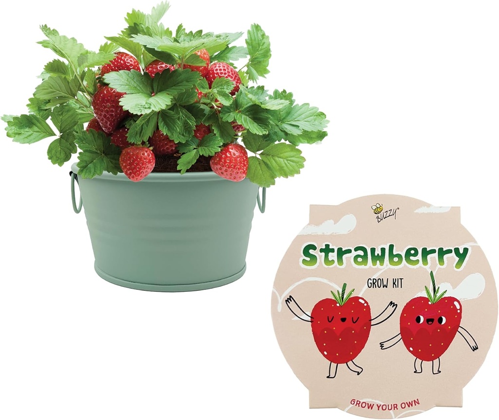 BUZZY Seeds Sage Green Painted Basin Strawberry Grow Kit, Indoor Fruit Plant Starter for Kids and Adults, Fun DIY Gardening Gift, Grow Your Own Snack, Party Favor or Holiday Present