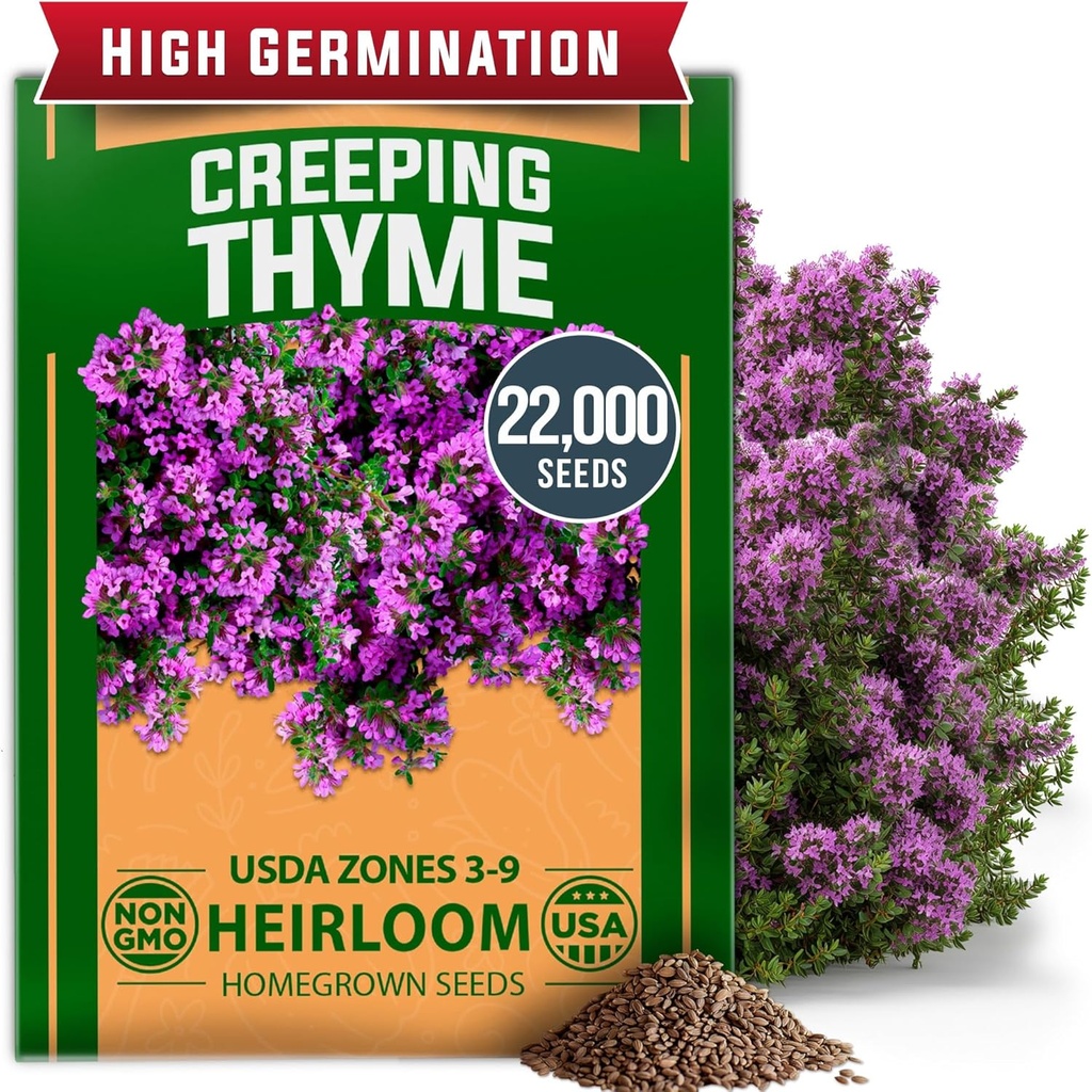 HOME GROWN Purple Creeping Thyme Seeds – Non-GMO Ground Cover Flowers – 22000+ Edible Herb Seeds for Planting Lawns & Paths – 3g Perennial Thymus serpyllum