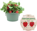 BUZZY Seeds Sage Green Painted Basin Strawberry Grow Kit, Indoor Fruit Plant Starter for Kids and Adults, Fun DIY Gardening Gift, Grow Your Own Snack, Party Favor or Holiday Present