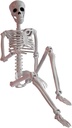 Sizonjoy 36" Posable Halloween Skeleton, Full Body Joints Plastic Skeleton with Movable/Posable Joints for Halloween Decorations Outdoor Yard Haunted House Prop Decorations